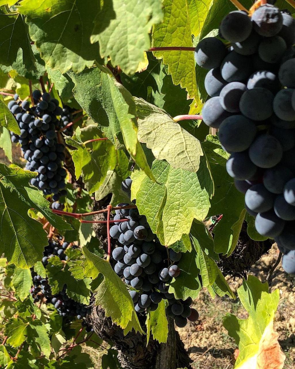 Podere Bellavista Сан-Джиміньяно Екстер'єр фото